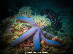 bluestar by Marc Van Den Broeck 